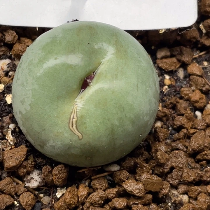 599鸽子蛋母本2.6cm带盆