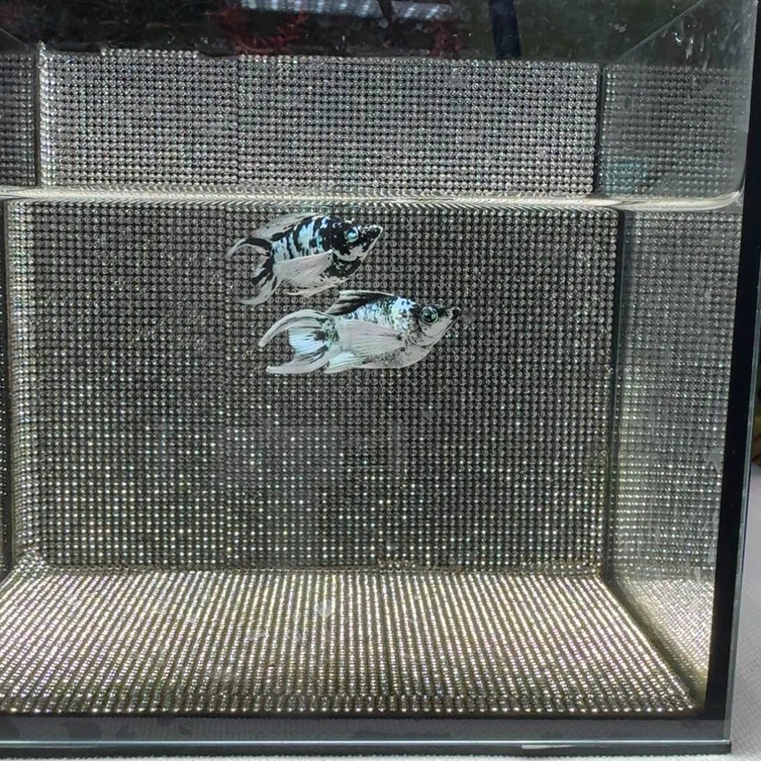 黑玛丽鱼01 水墨对鱼