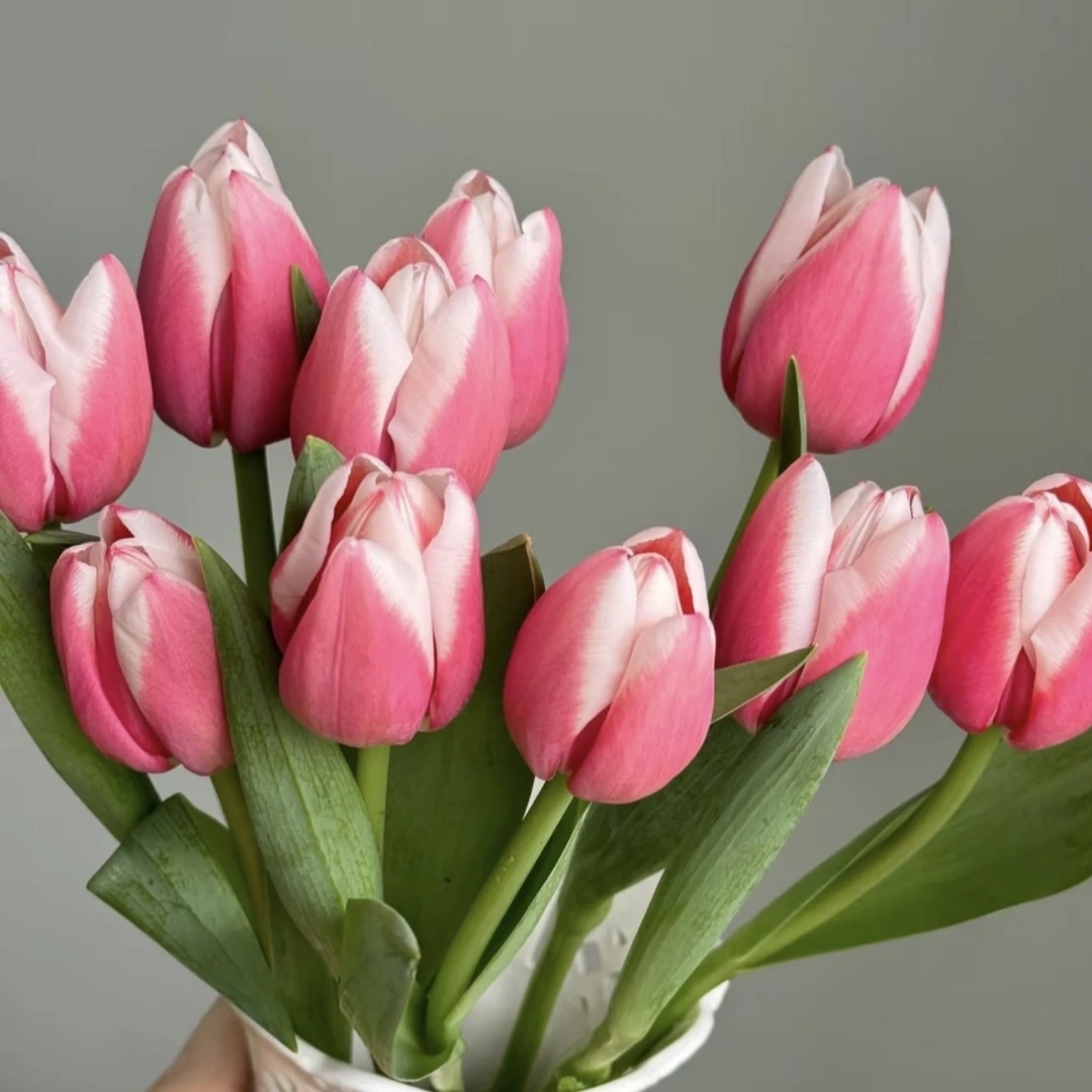 水蜜桃郁金香   居家办公优选《东北基地发货》