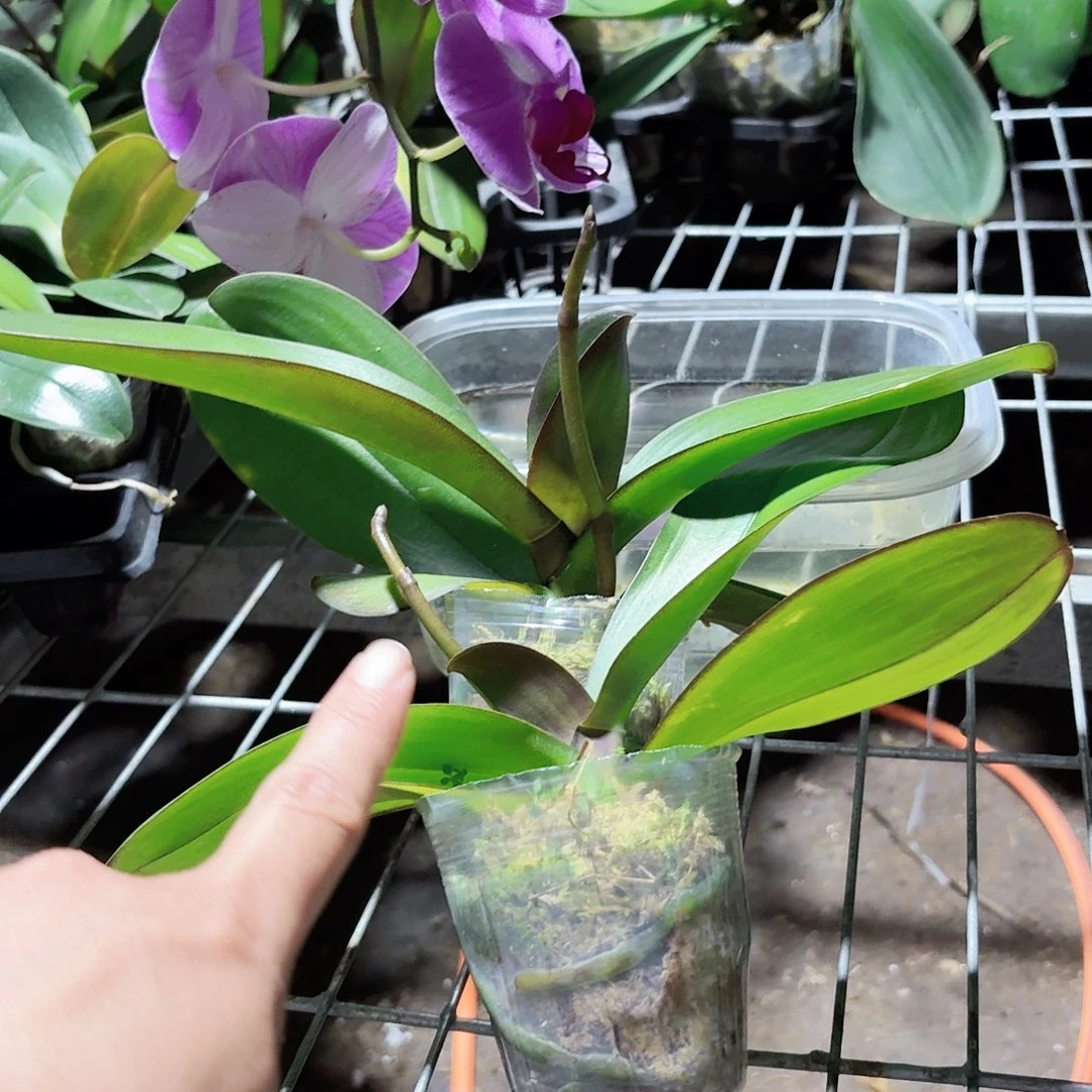 蝴蝶兰红玛瑙带花剑2颗