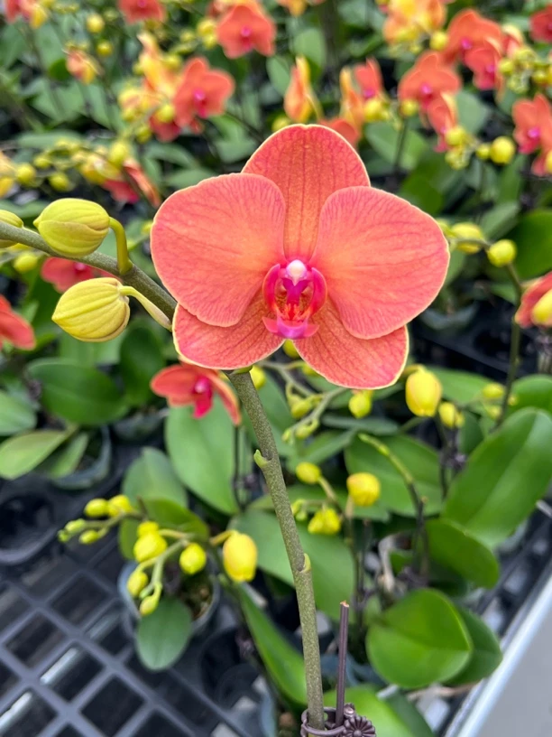 富豪优选（碰柑）蝴蝶兰花期长好养护