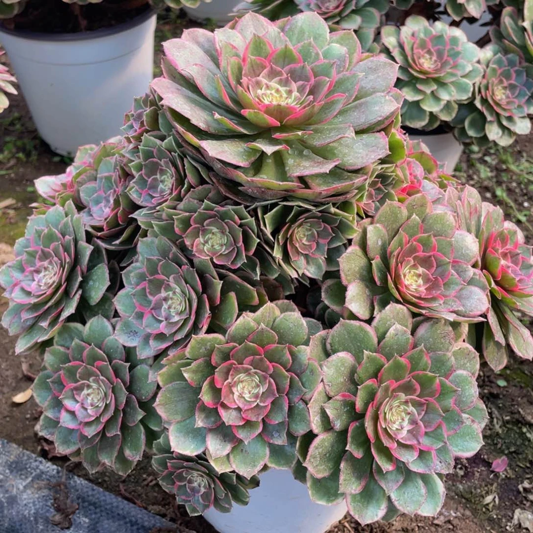 865粉花妖精品法师多肉