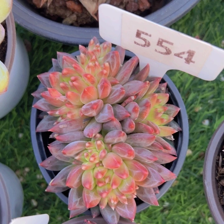 健健康康平平安安