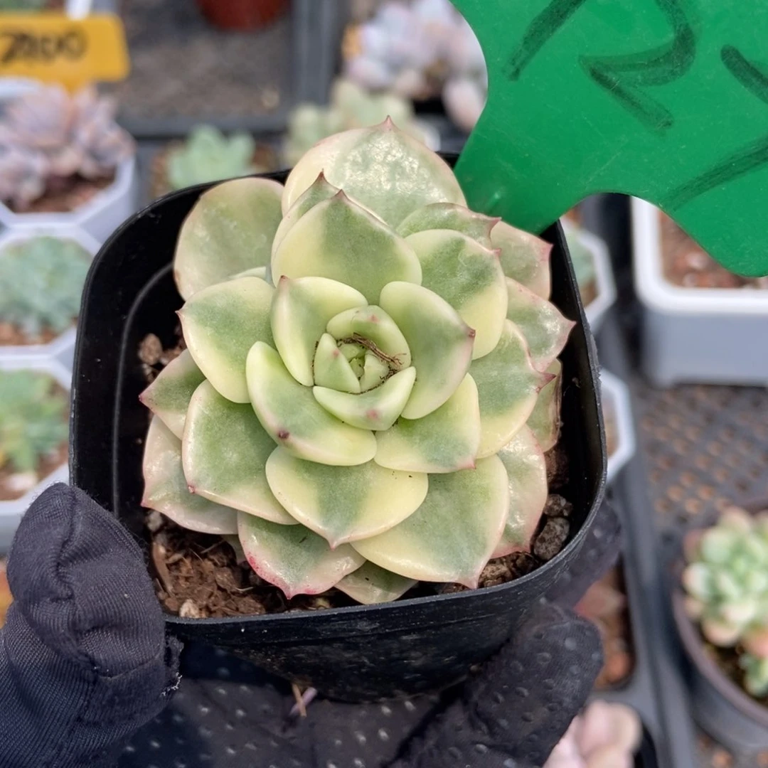 1927辣牡丹锦多肉植物保护
