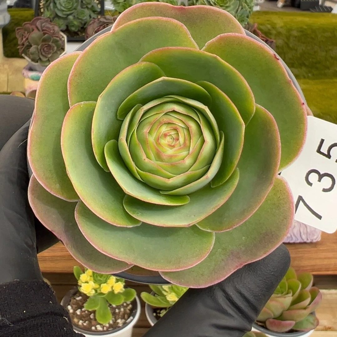 735蓝莓桃优选稀有8厘米