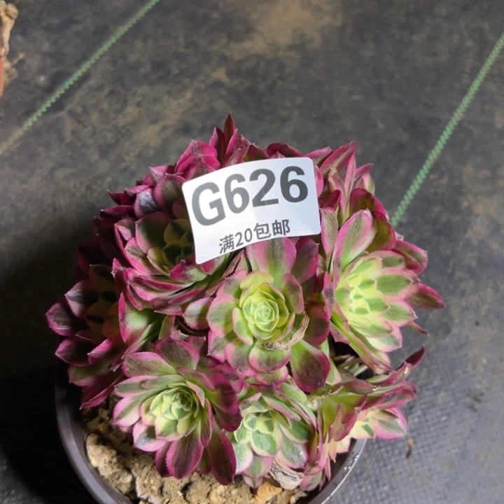 瑞妈多肉1.29.626