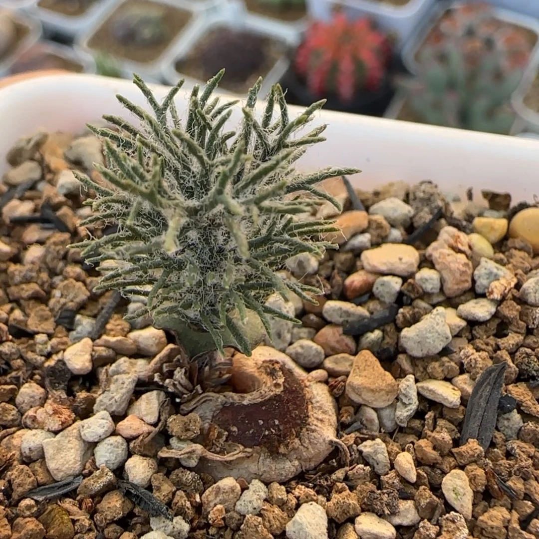 雾冰多肉植物百科