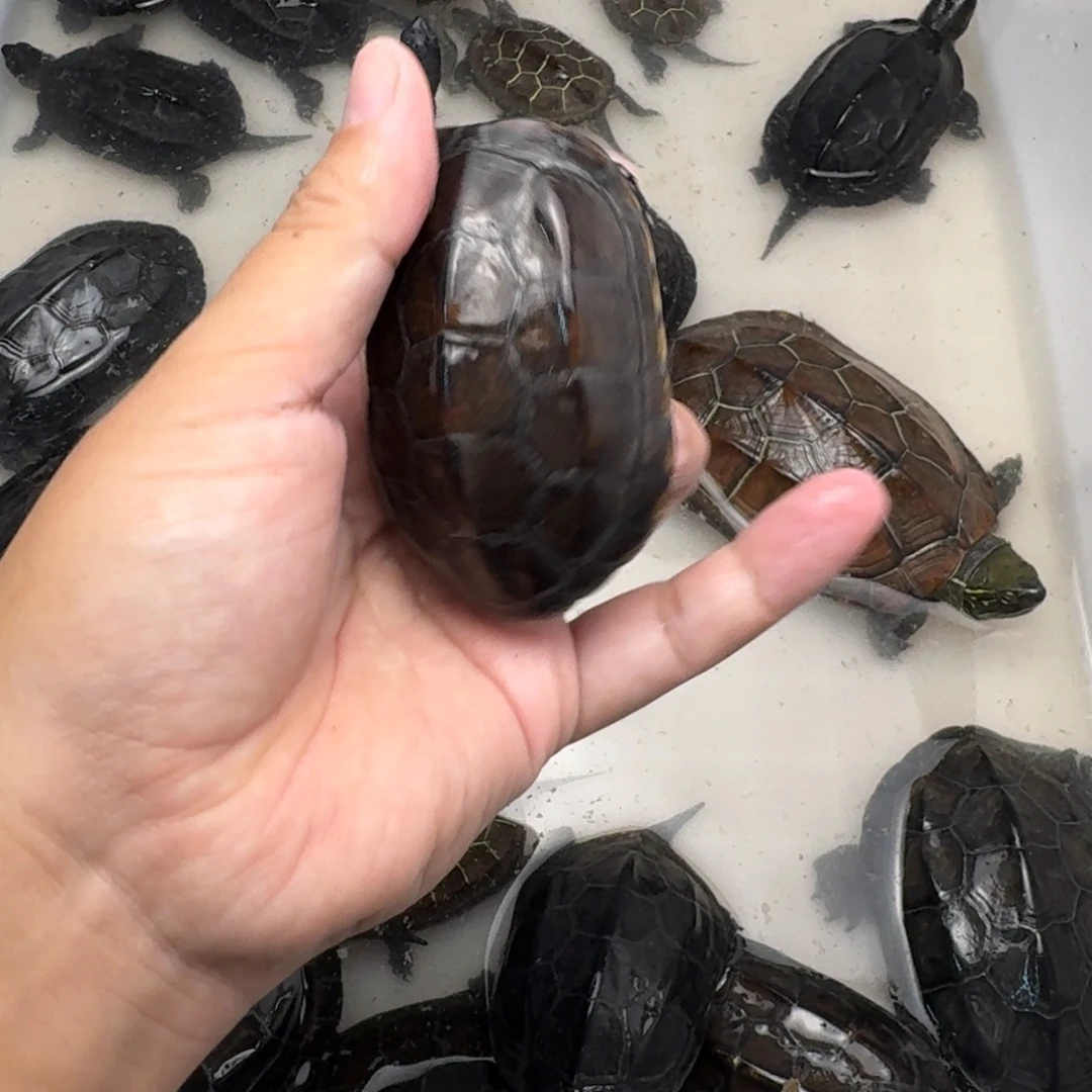 绿毛龟公苏北墨龟