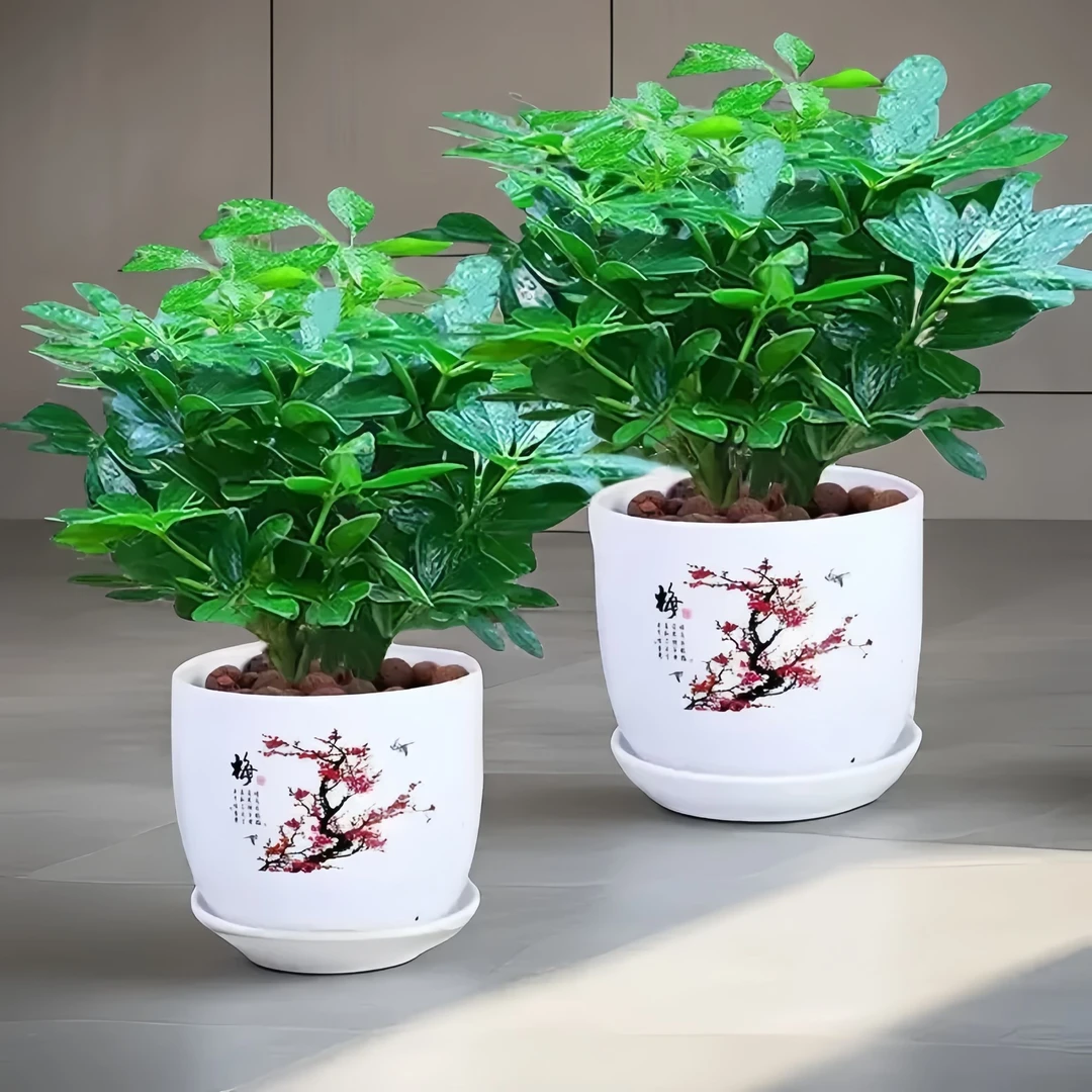 鸭脚木苗绿植盆栽室内发财树招财树客厅八方来财盆景水培好养水养