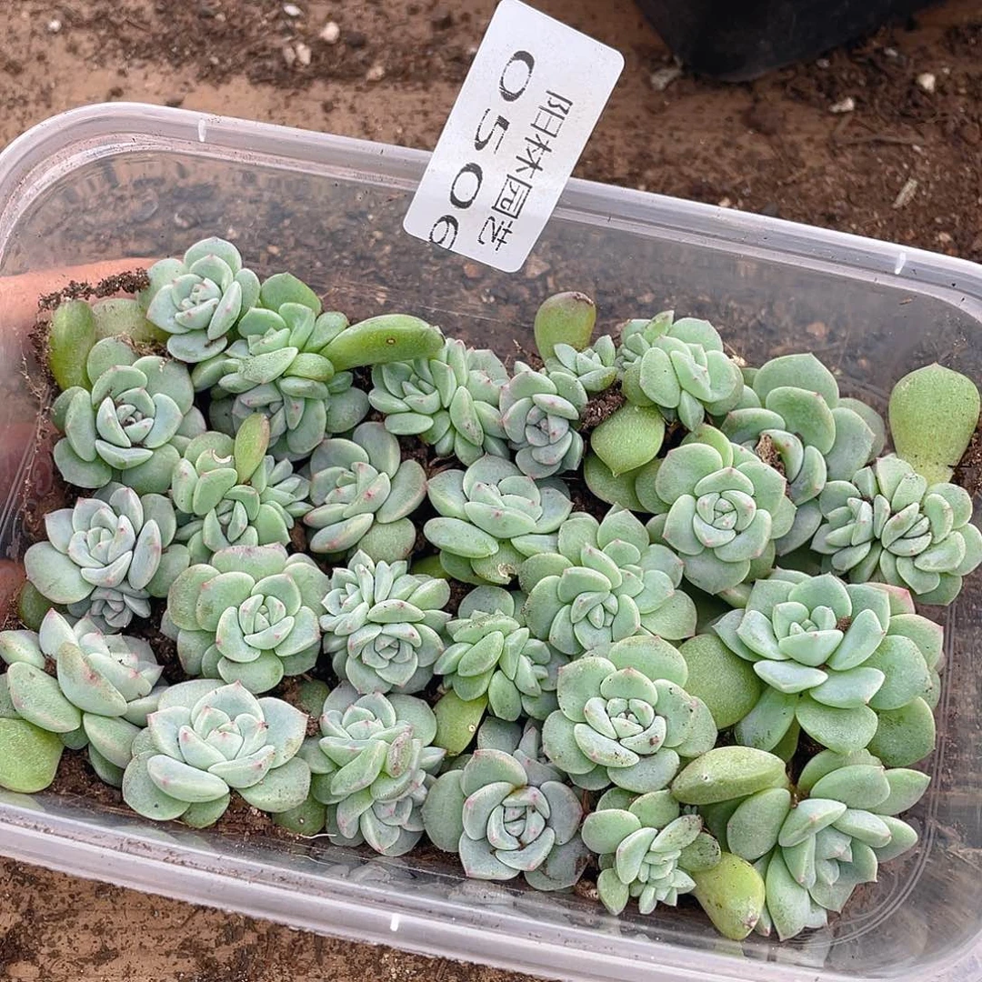 *****多肉植物多肉植物506