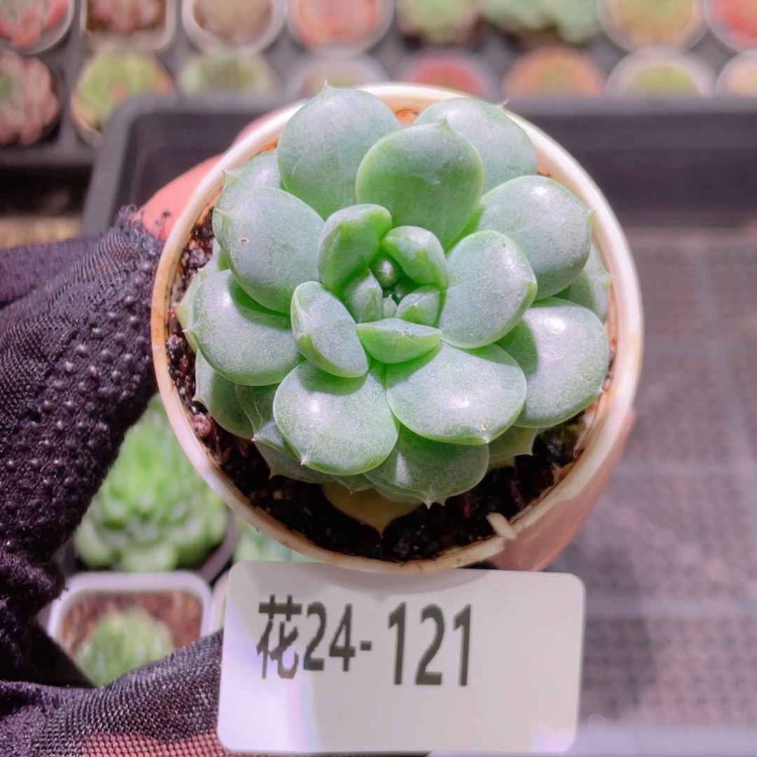 花利美24-121福利珍妮