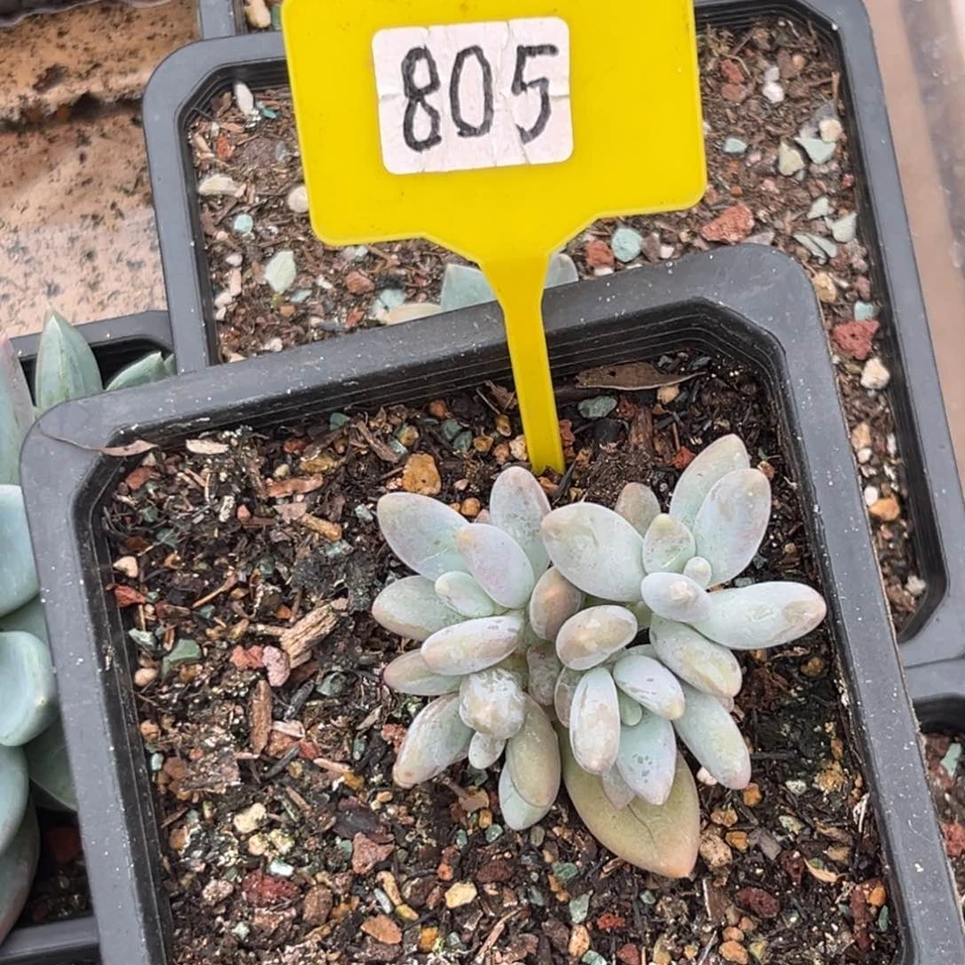 多肉植物企鹅群805