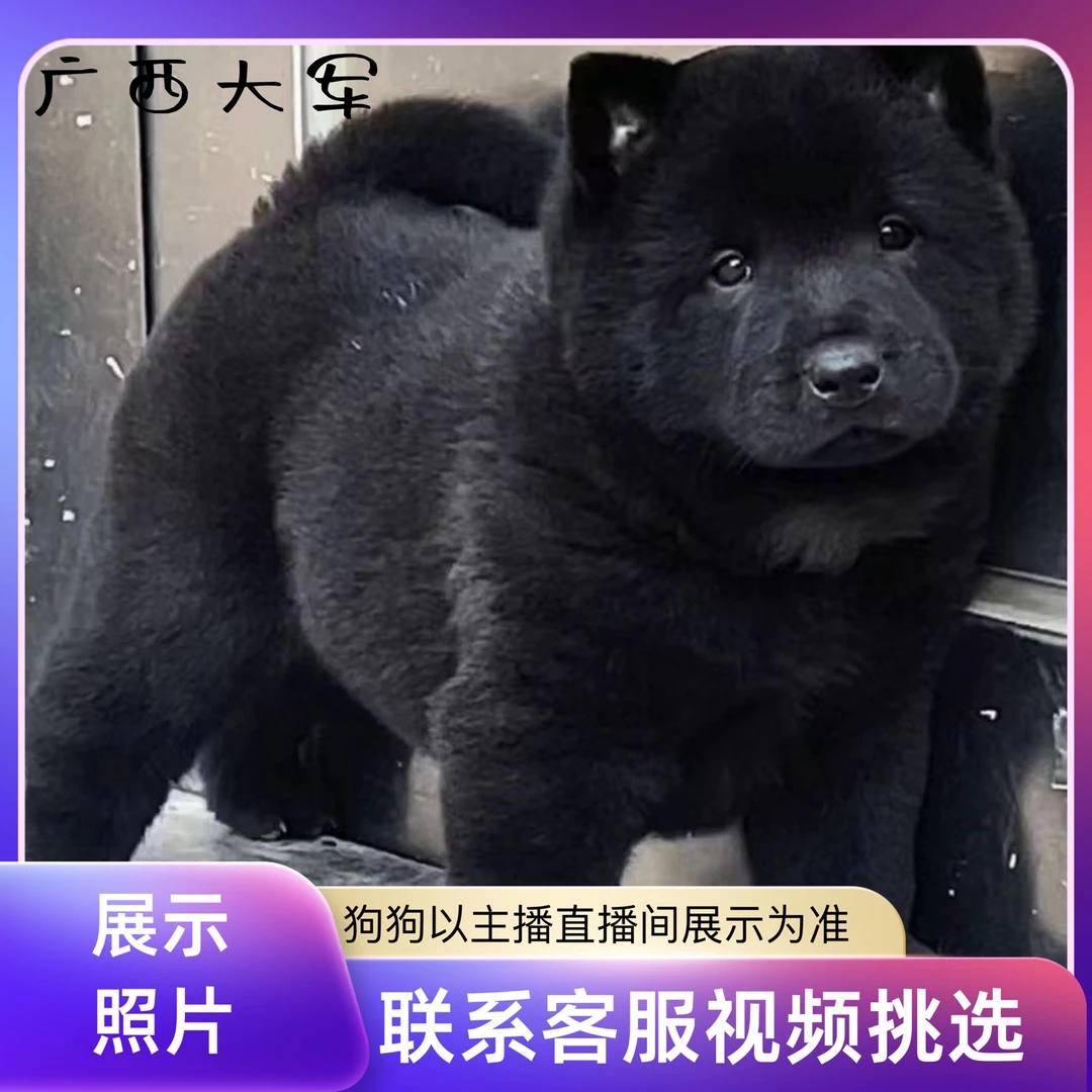 广西田园犬五黑犬