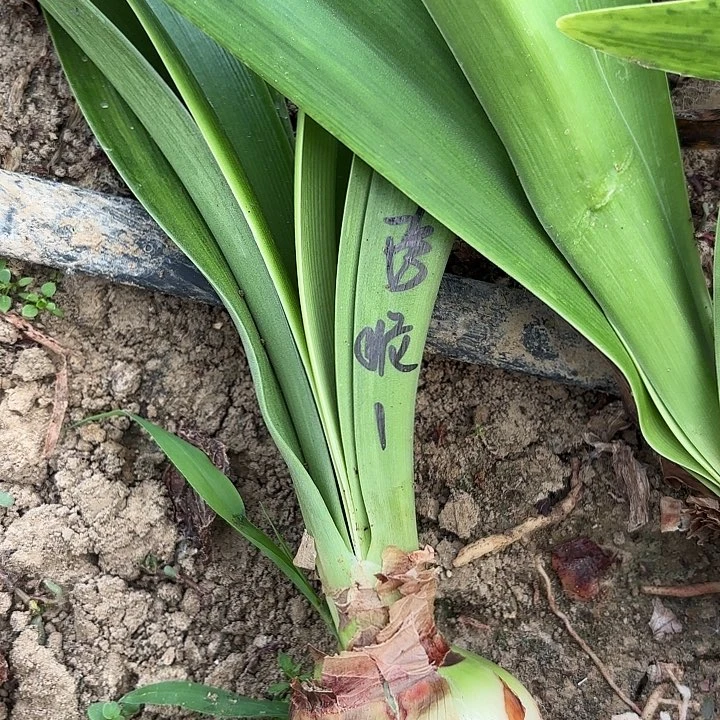 无花朵珍妮小姐包对版1号