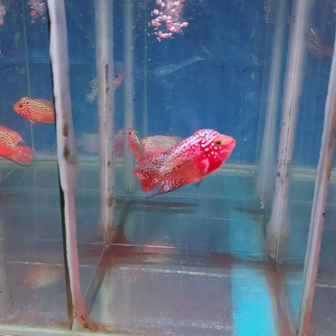 罗汉鱼111111111111