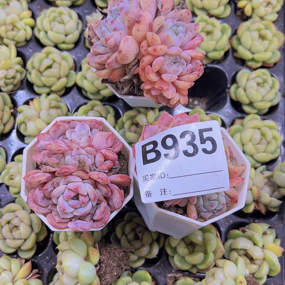 935群生一盆带盆带土