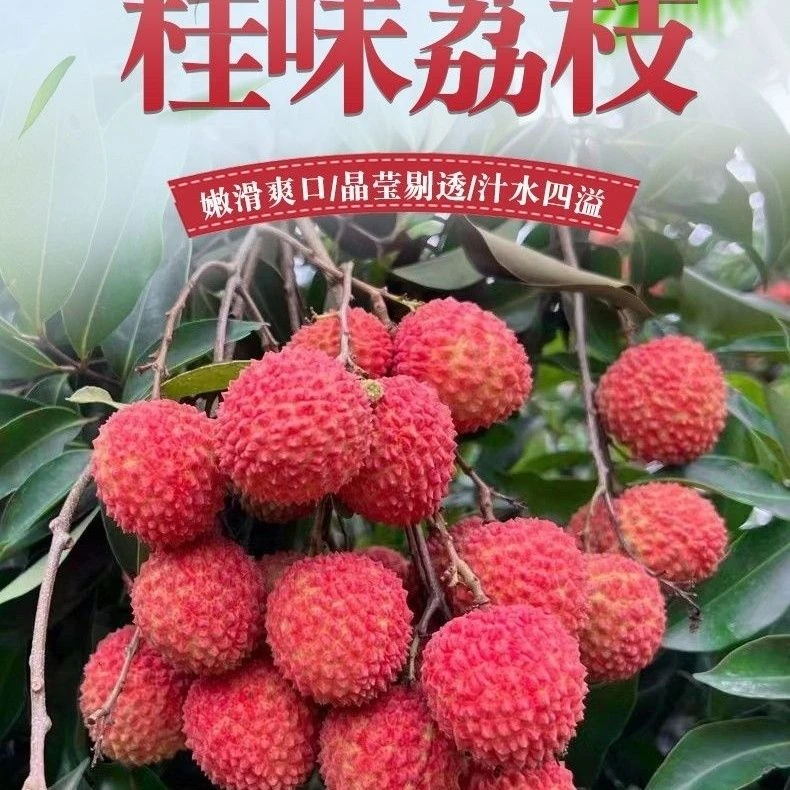 广东桂味荔枝当季新鲜水果肉厚清甜可口