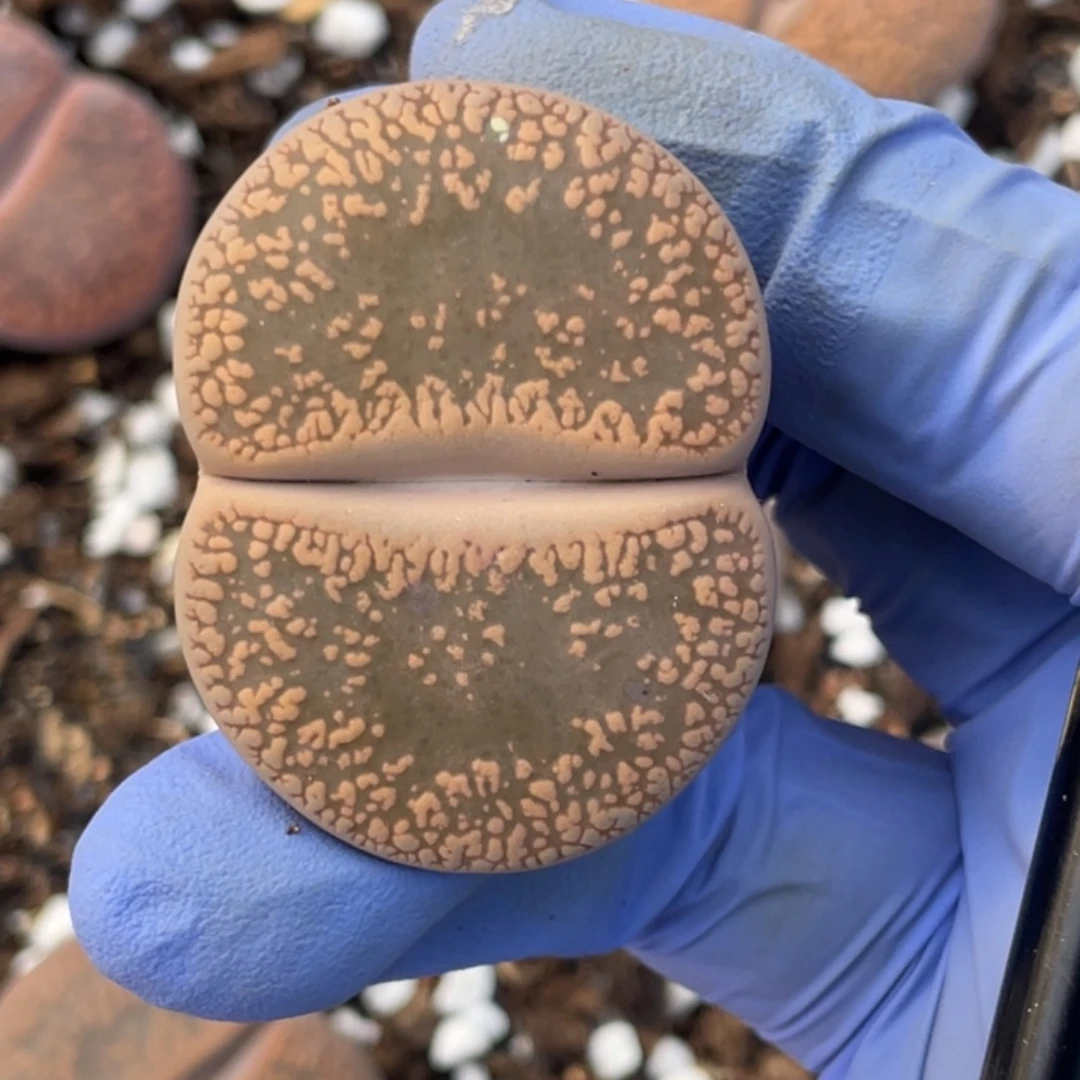 非偏远满20包邮443