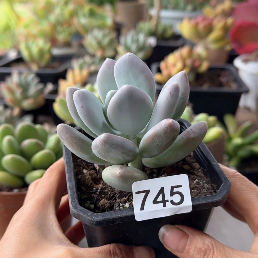 745号 一物一拍 一物一拍