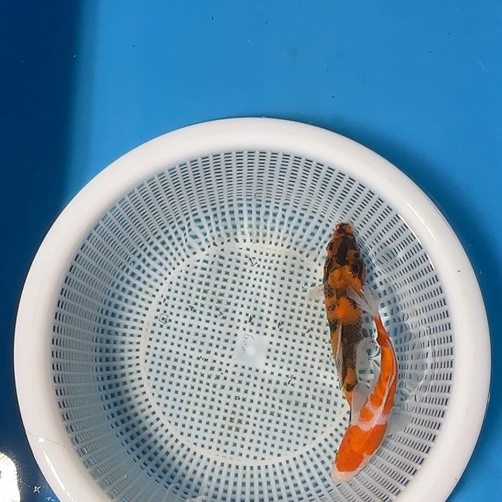 国***鸡海水锦鲤的故事是