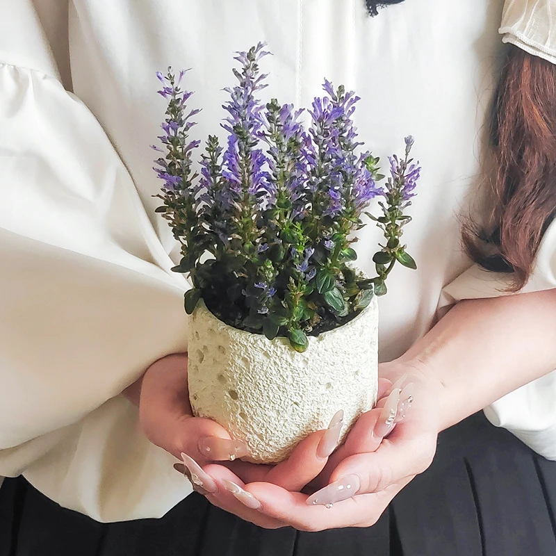 姬十二单盆栽盆景办公室内桌面四季绿植花卉好养植物