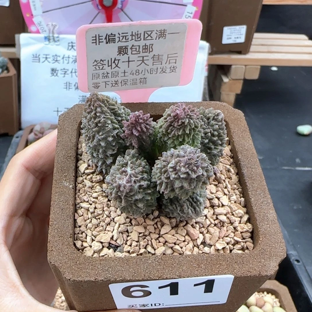 611朱紫玉多肉植物