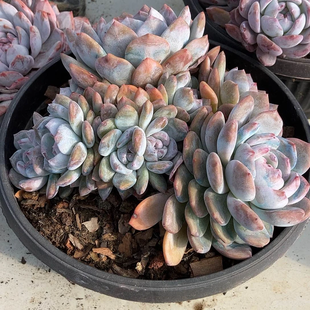 97 一物一拍不退不换