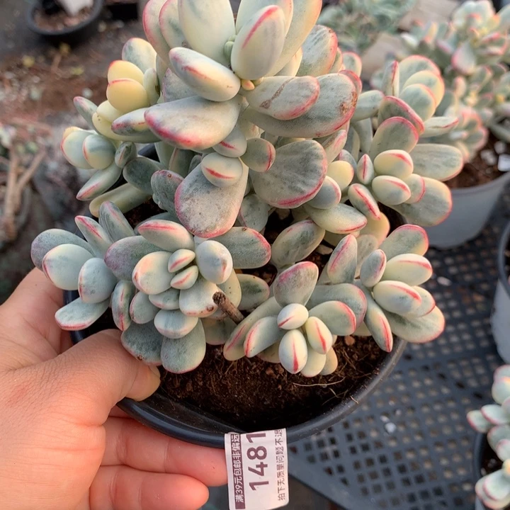 无花朵乒乓福娘锦1481