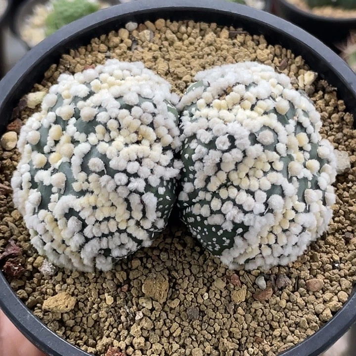 花园兜实生仙人球