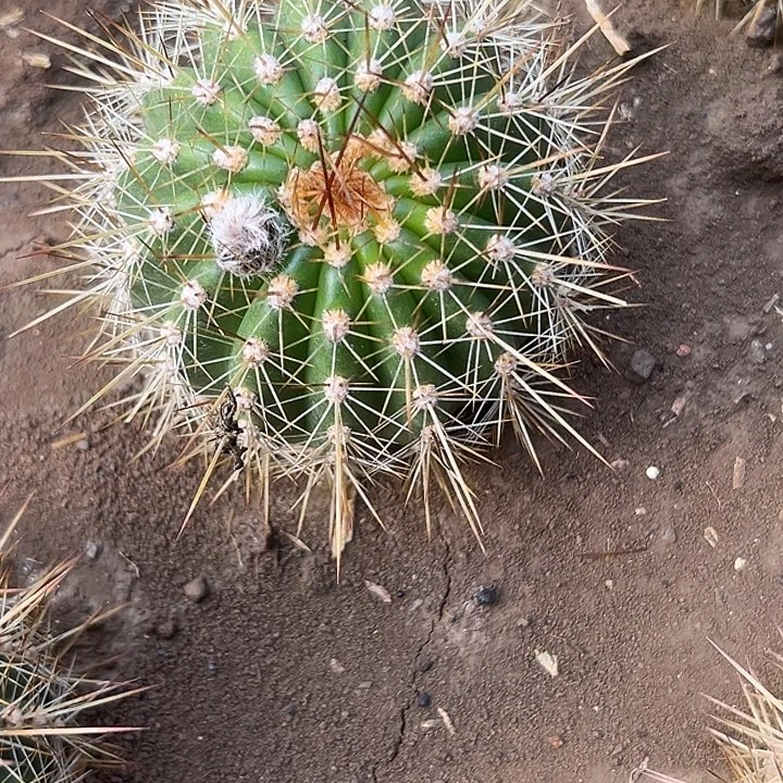 大满贯加强根带花
