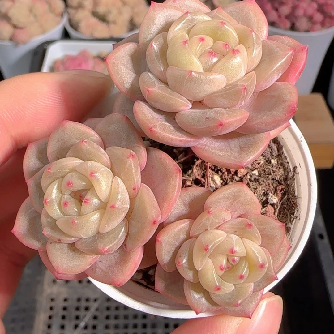 多肉1230-33晴川珍妮