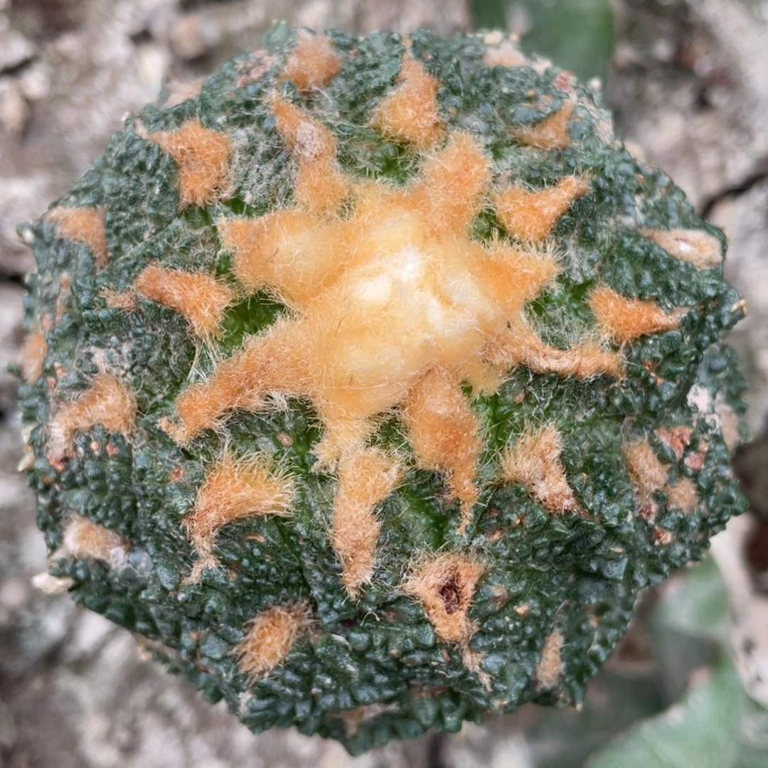 全部花朵金毛龟甲牡丹309