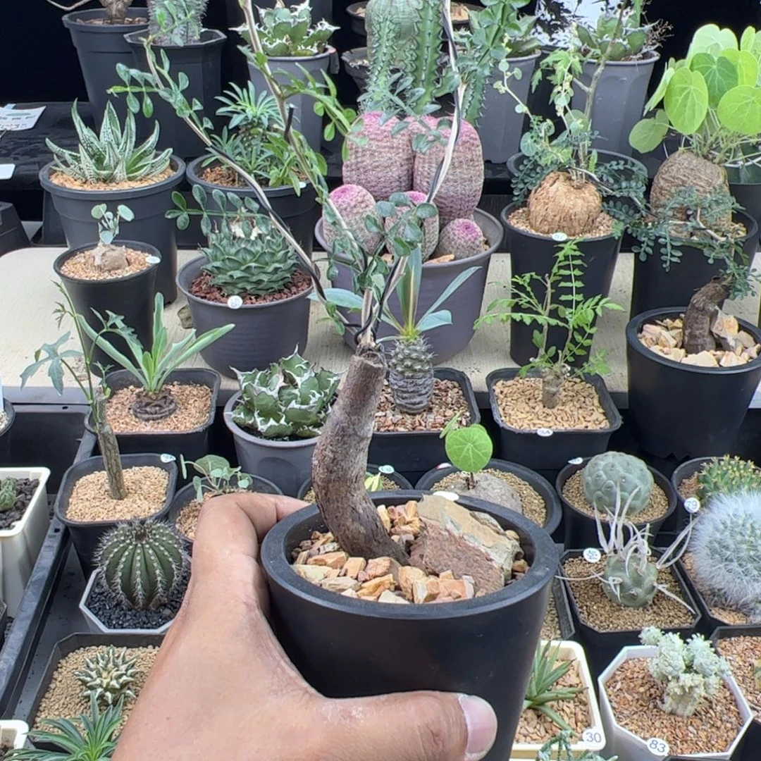 象足漆树根插一物一拍带盆发