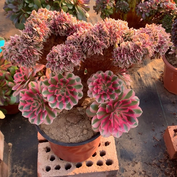 粉女巫缀老桩-2多肉植物