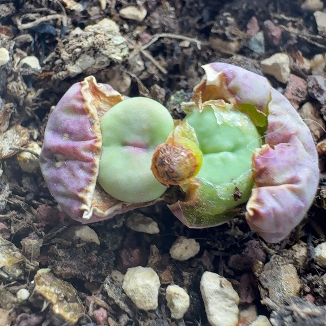 467贝特芬一颗带盆