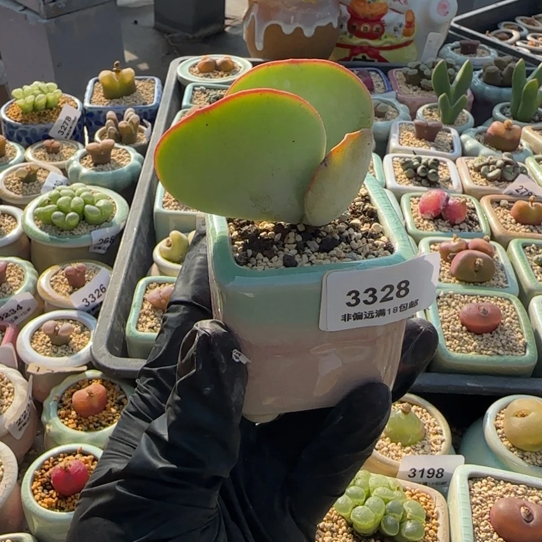 3328--一物一拍 带盆