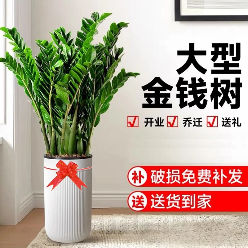 【两盆装】金钱树1.1米-1.2米大型懒人植物室内客厅