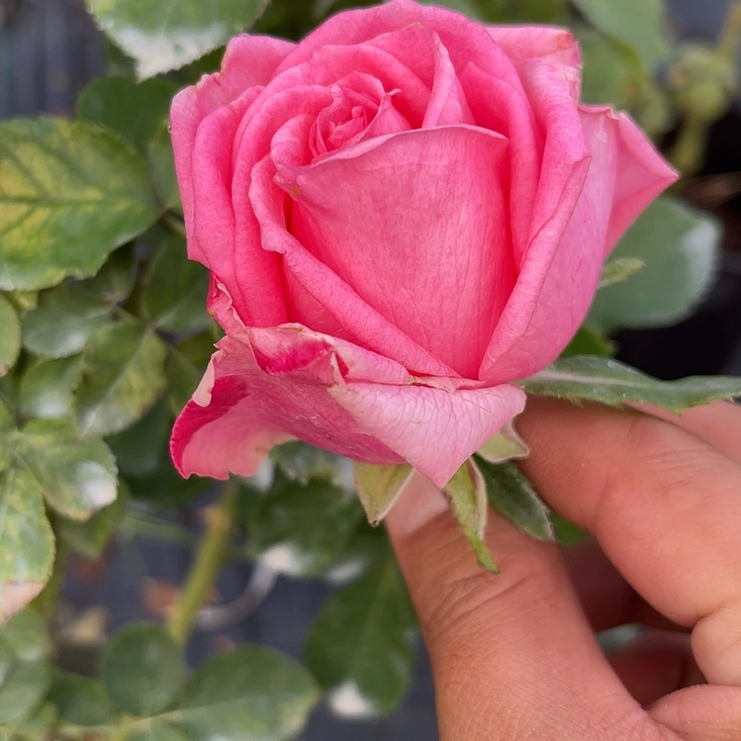 无花朵测试51 福利款