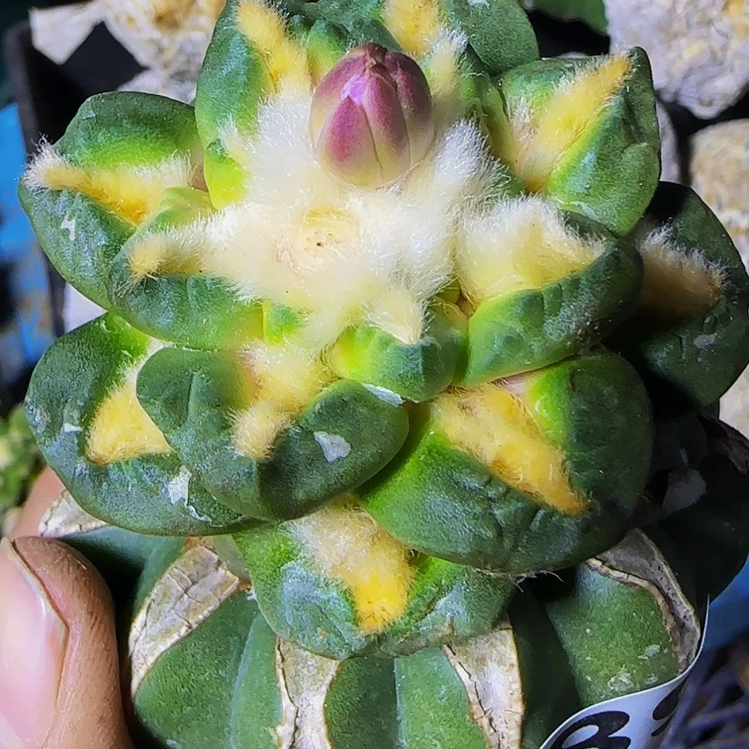 金毛割尤489仙人球