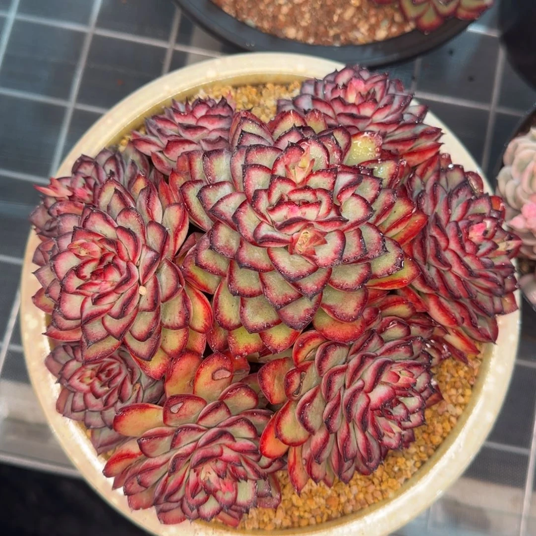 从前慢花园精选多肉肉酱玫瑰