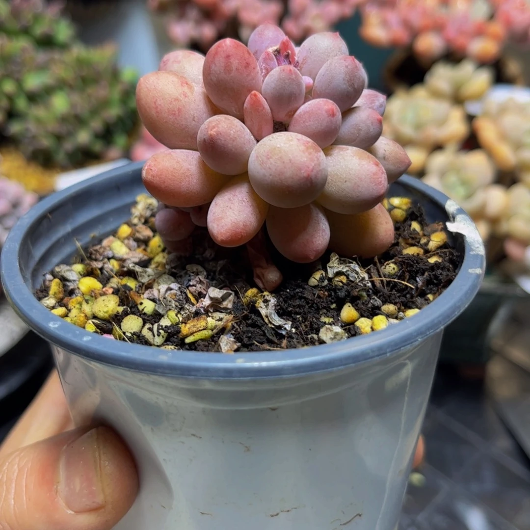 1302婴儿手指奶酪5厘米