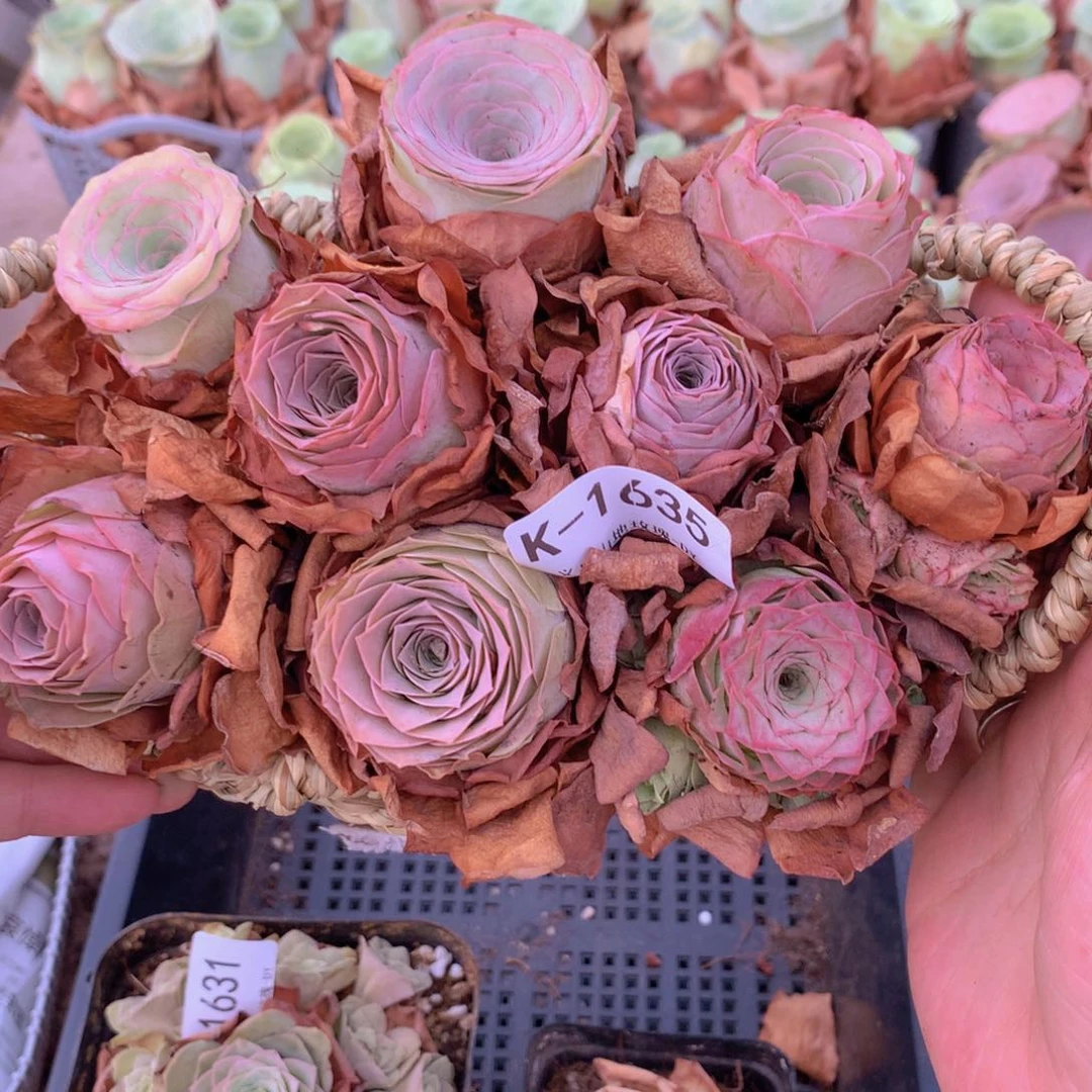 1635带篮子小精品9颗