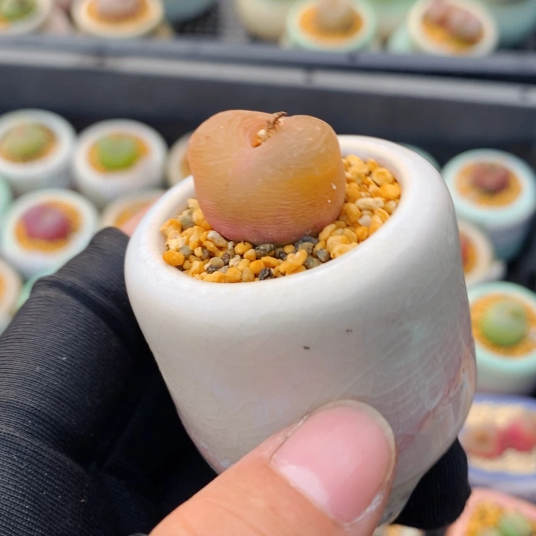 3003-一物一拍 带盆