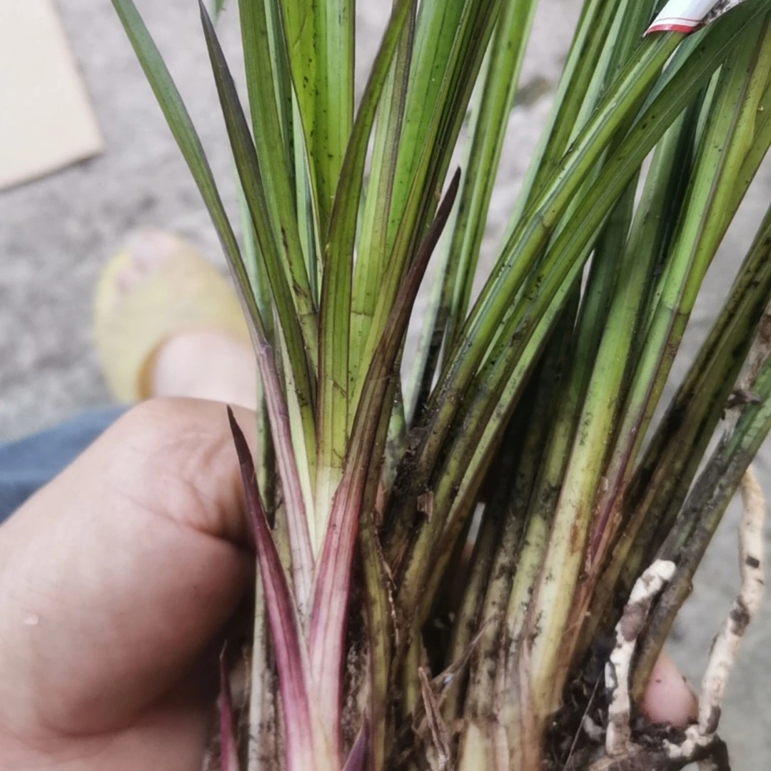 品种，秋芝，盆景。