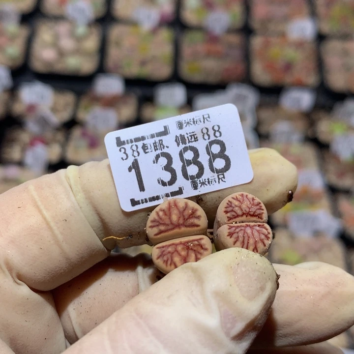 杨***冰Zzzzz精品的肉肉1388