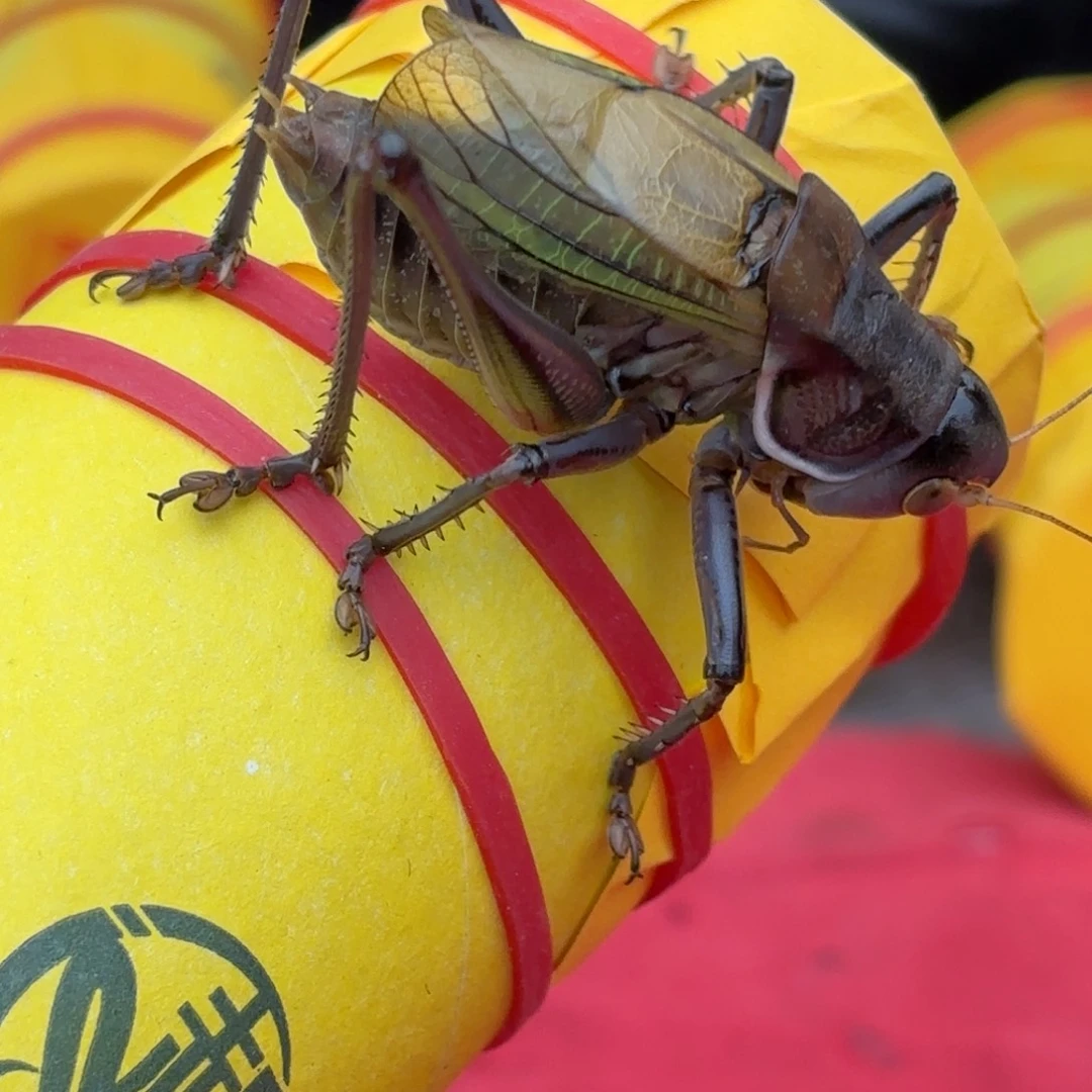 不***王蝈蝈蝈蝈福福价格