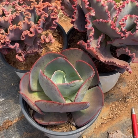 燕*15 号包菜系列 3 棵