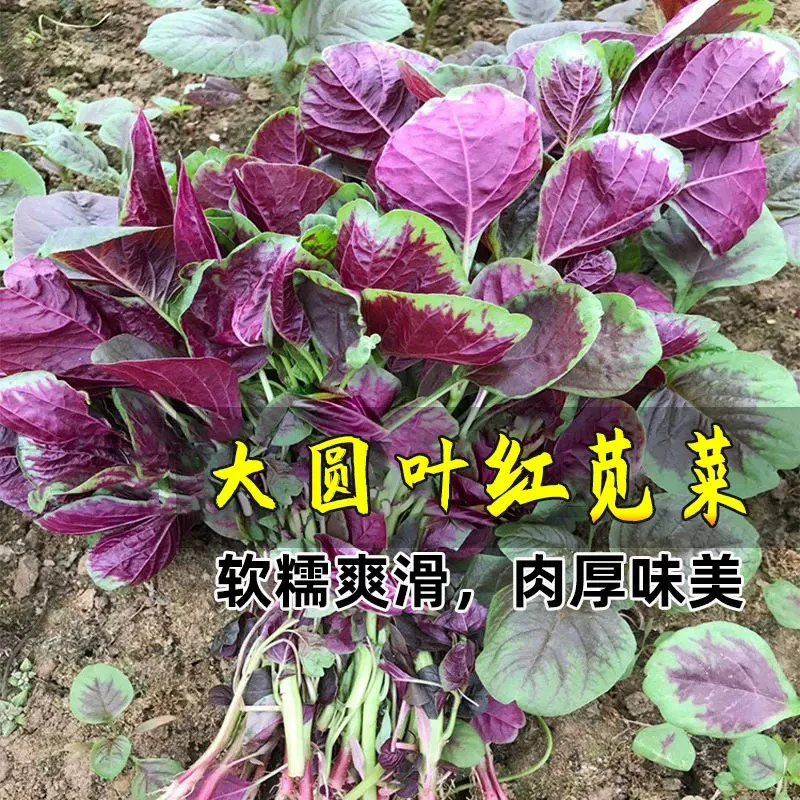 【顺丰包邮】新鲜红苋菜圆叶大叶现菜凉拌炒菜做馅涮火锅现摘现发