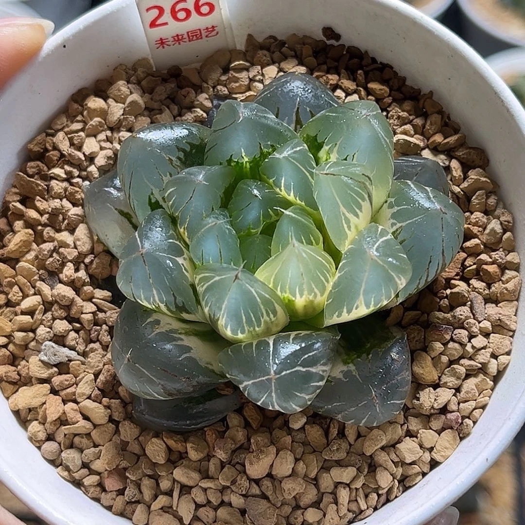 266水晶冰川玉露锦