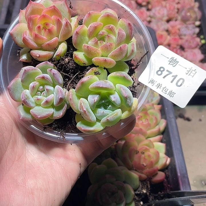 8710多肉植物一物一拍